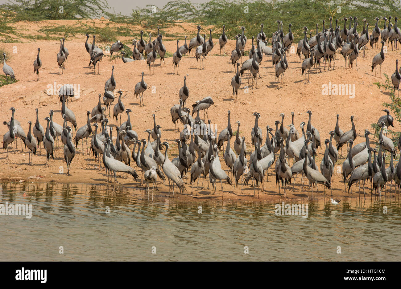 schöne Prachtlibelle Krane in der Nähe von See in Bikaner, Rajasthan Stockfoto