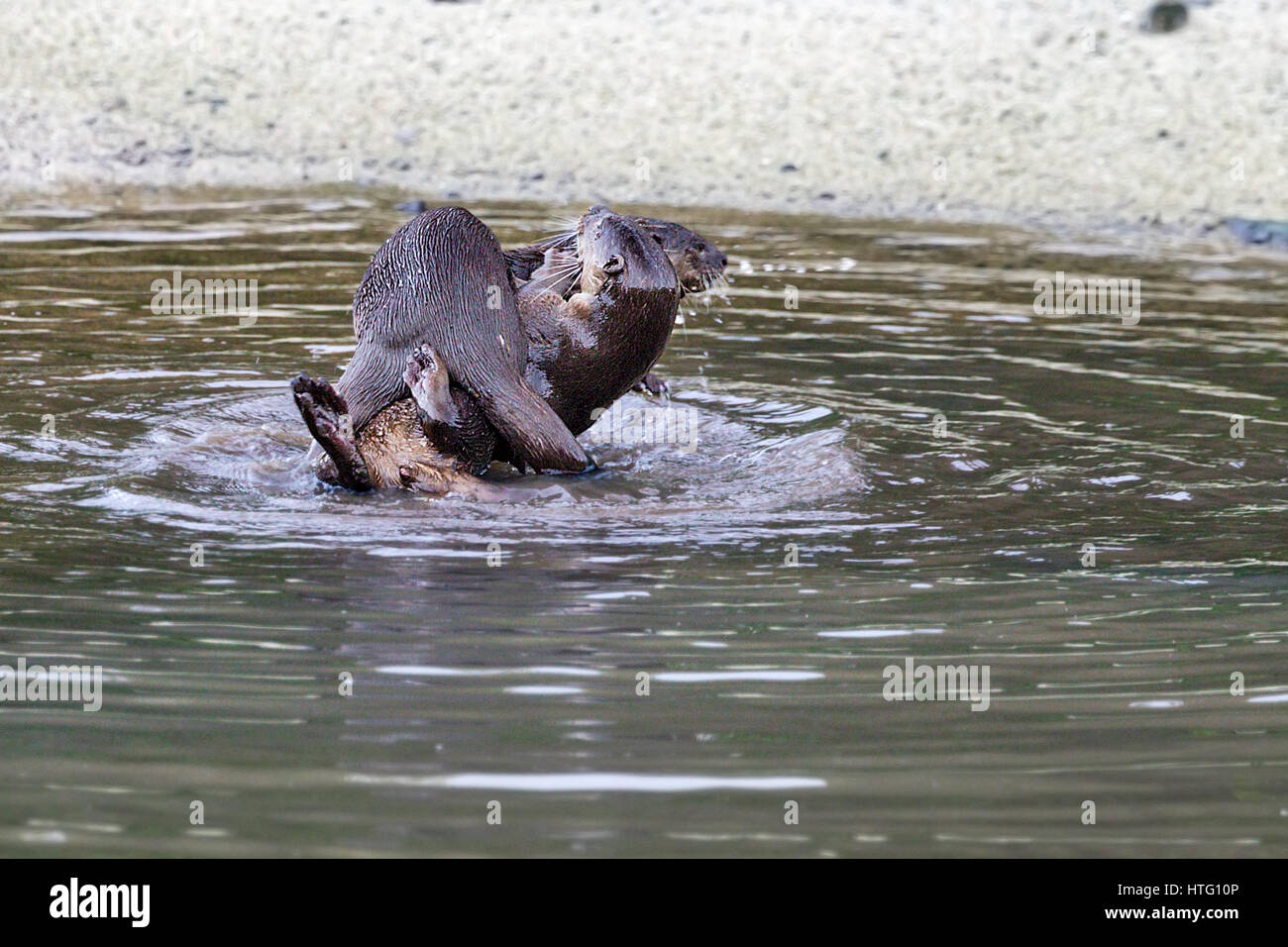 Glatt beschichtet Fischotter (Lutrogale Perspicillata) in Mangroven Lebensraum, Singapur Stockfoto