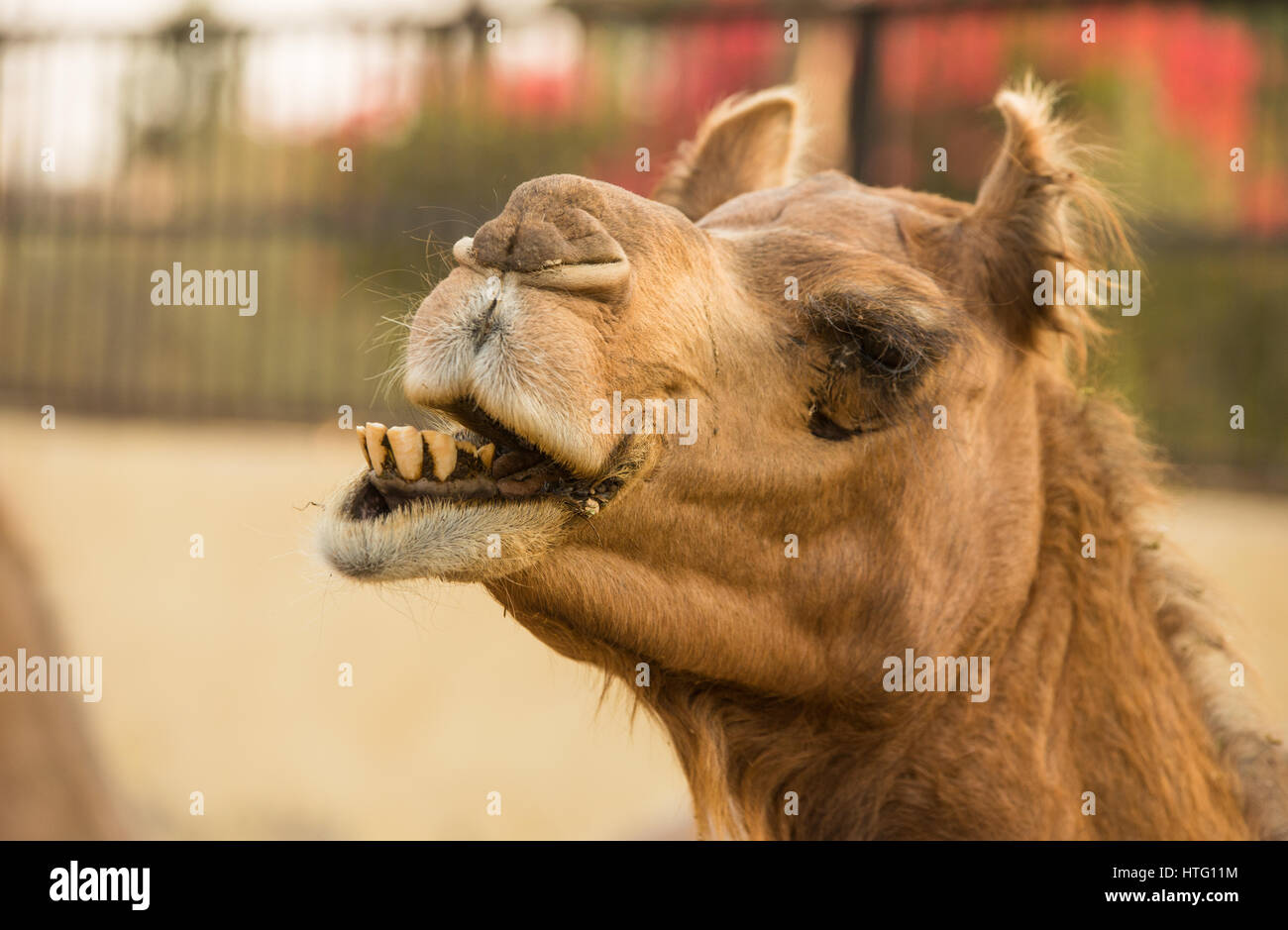 Niedliche Kamel am Forschungsinstitut in Bikaner, Indien Stockfoto