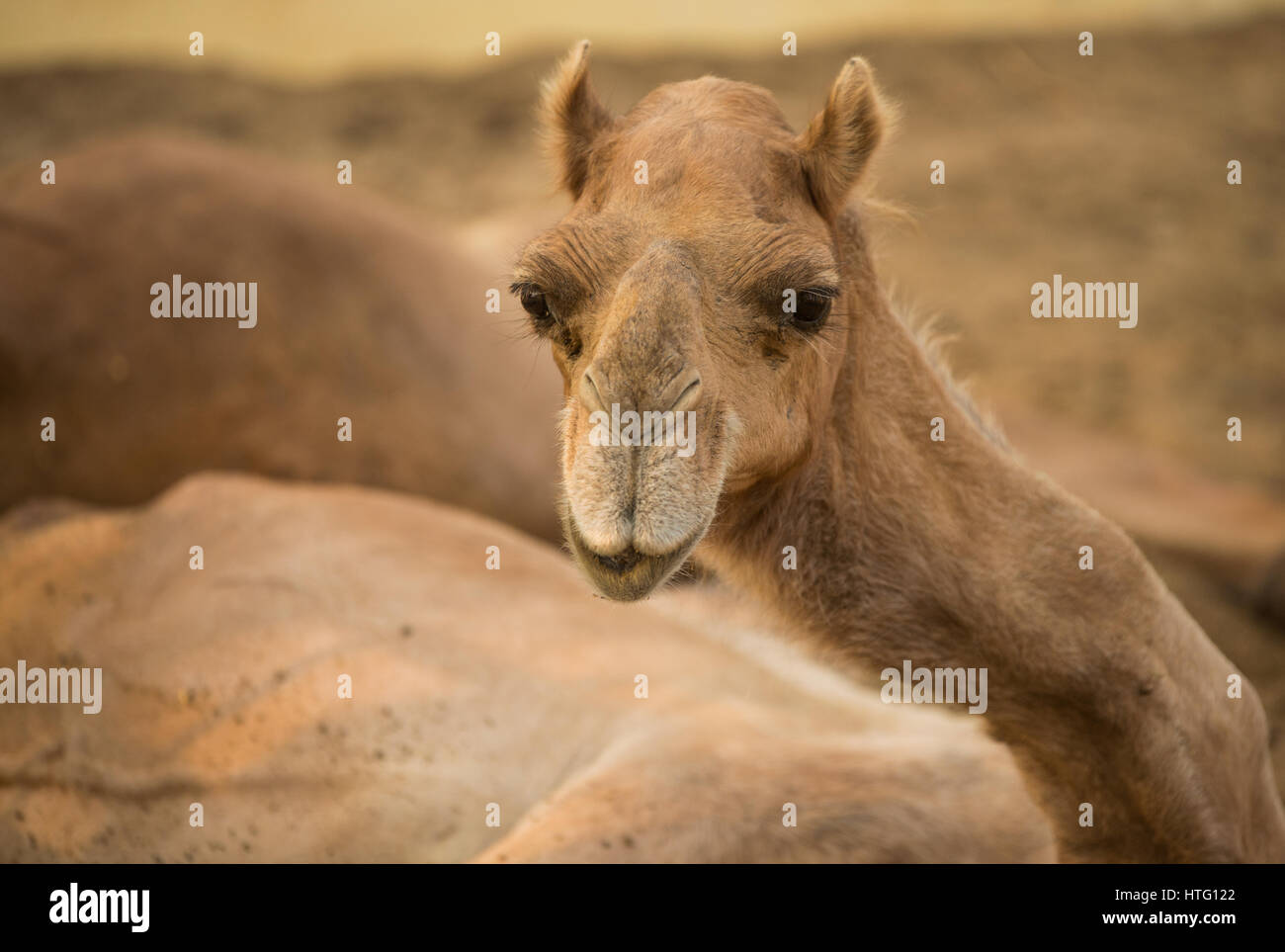 Niedliche Kamel am Forschungsinstitut in Bikaner, Indien Stockfoto