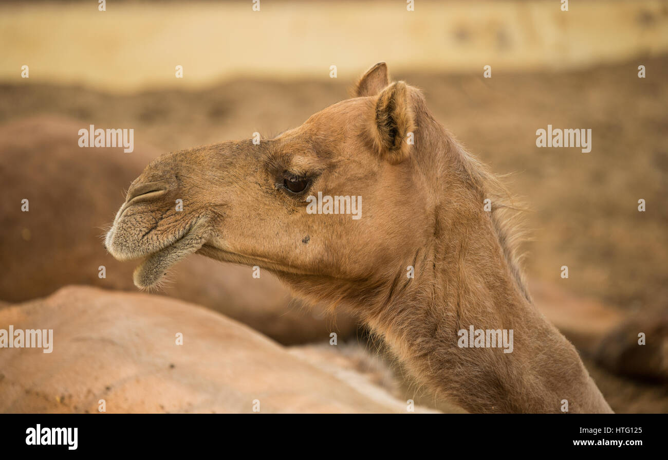 Niedliche Kamel am Forschungsinstitut in Bikaner, Indien Stockfoto