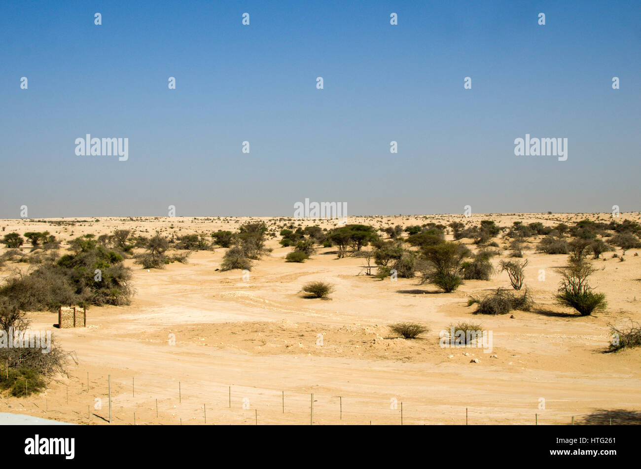 Wüstenlandschaft mit Wüste Sträucher und kleine Wüstenpflanzen Stockfoto