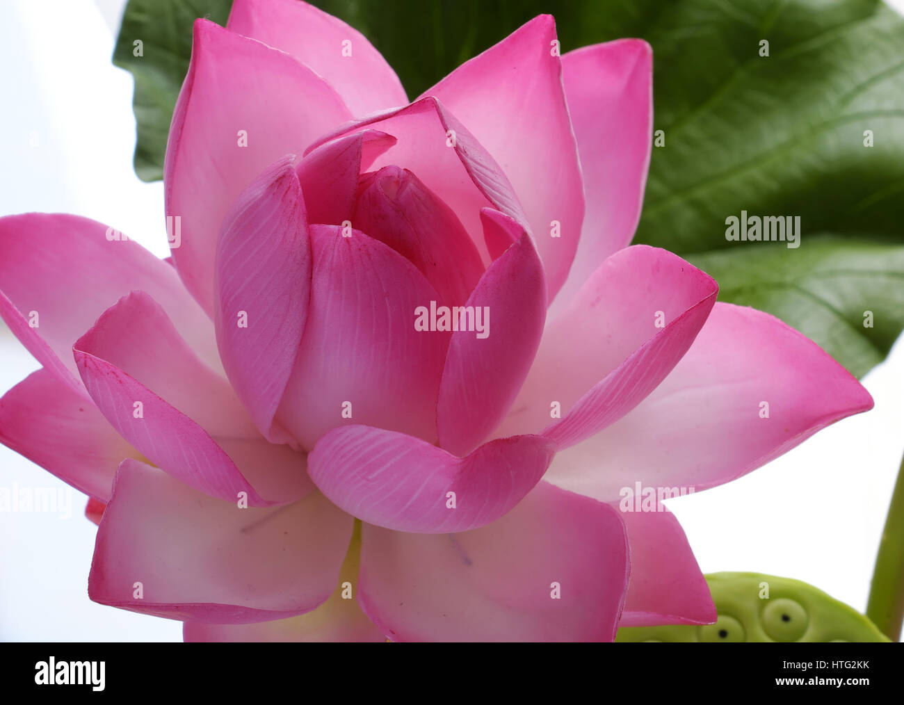 Knstliche Blume, handgefertigte Ton Lotusblte mit grnem Blatt, rosa  Blte, diy Art Produkt fr Heimtextilien, Nahaufnahme Kunstwerk auf weiem  Hintergrund Stockfotografie - Alamy