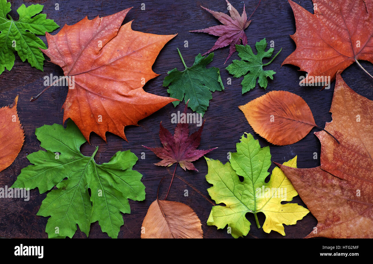 Danksagung Hintergrund mit bunten maple leaf auf Holz Hintergrund, schöne Blätter im Herbst Saison Stockfoto