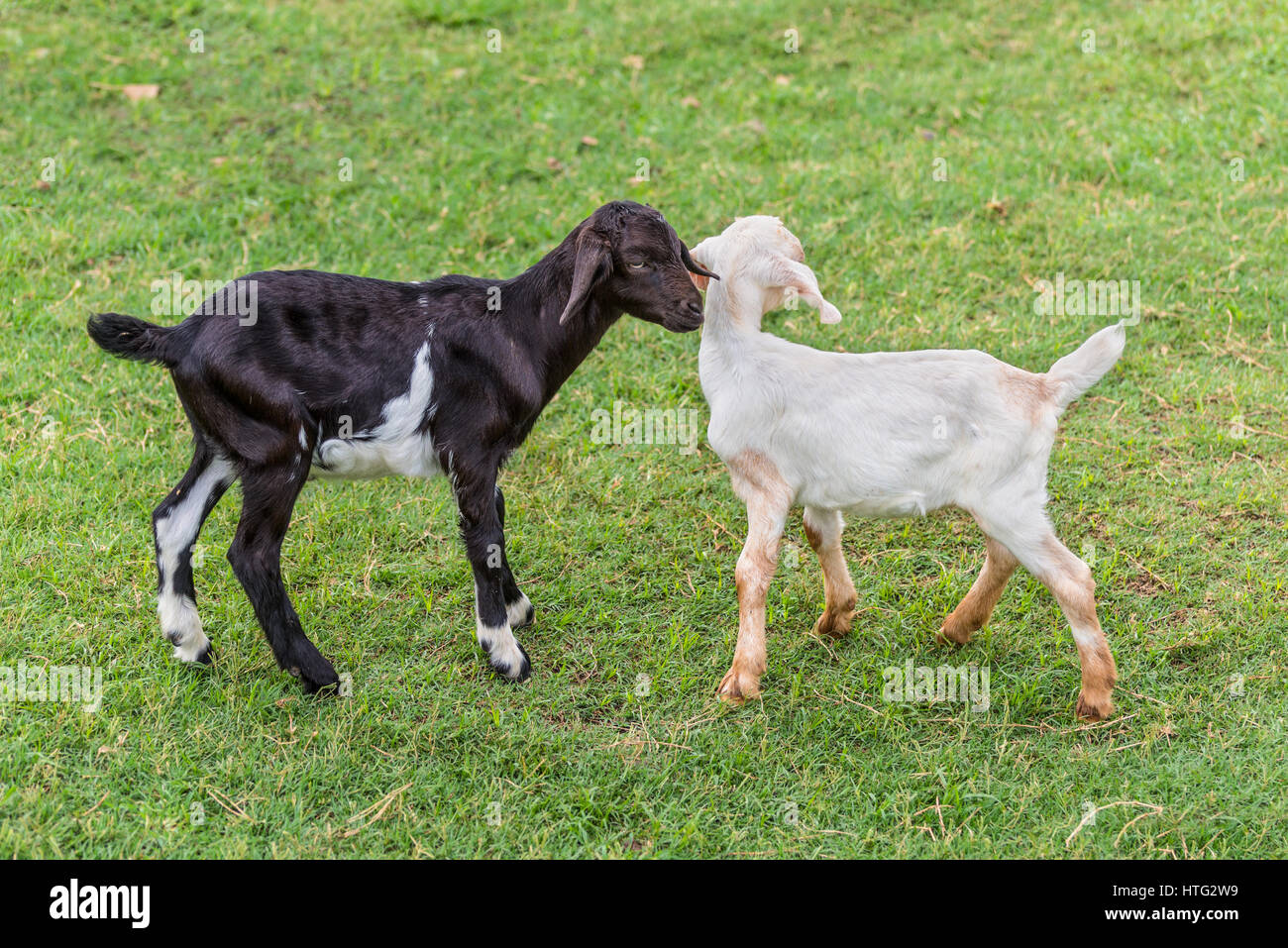 Zwei lustige junge schwarze und weiße Ziegen auf einem grünen Rasen Stockfoto