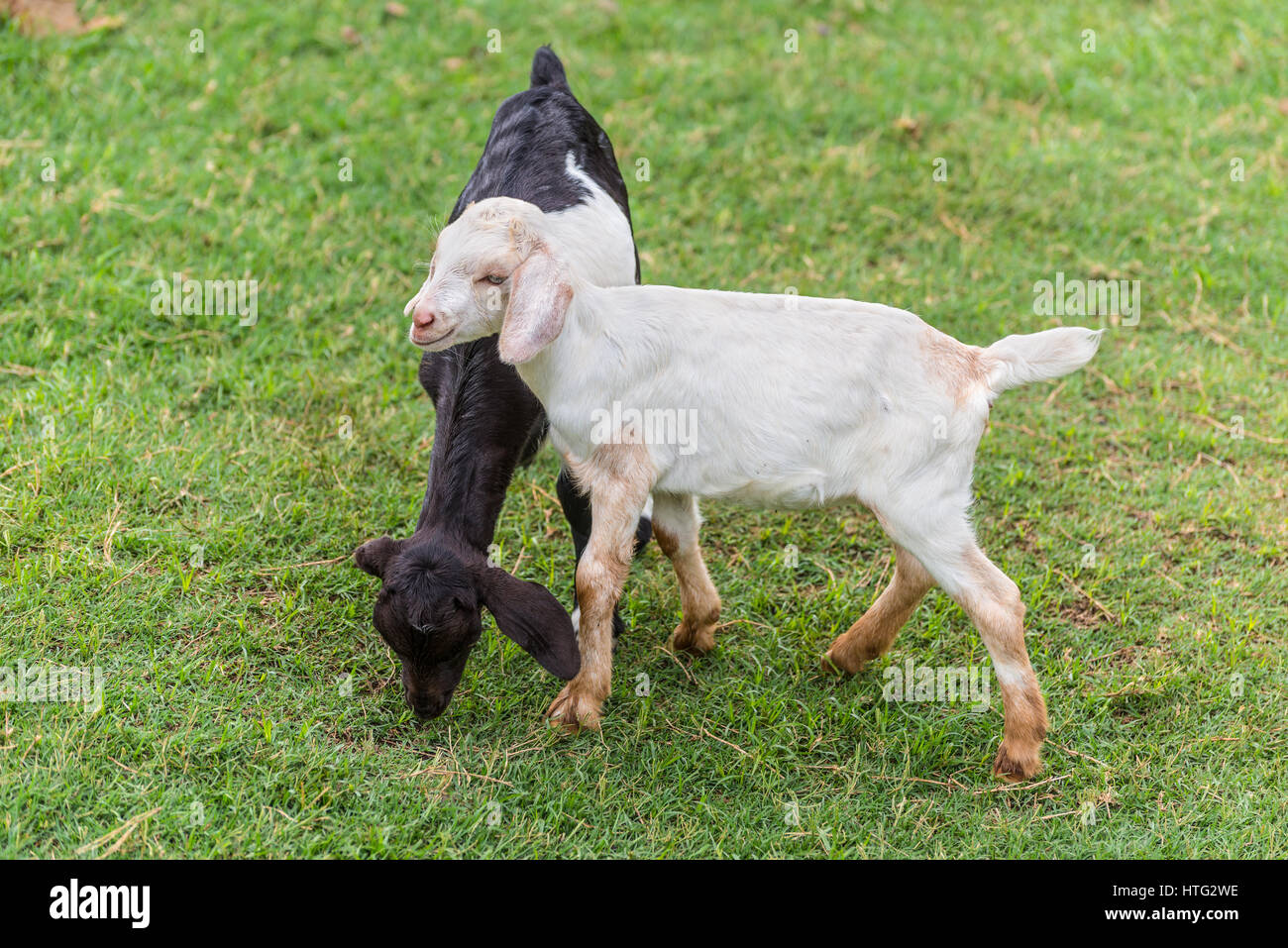 Zwei lustige junge schwarze und weiße Ziegen auf einem grünen Rasen Stockfoto