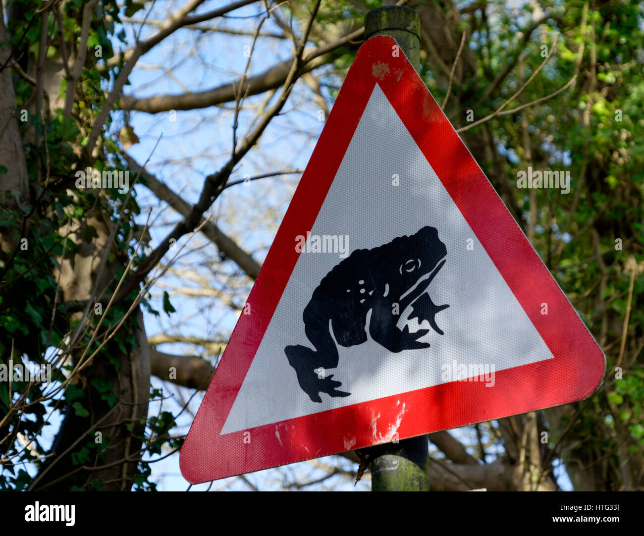 Wandernde Amphibien Verkehrszeichen, Charlcombe Land im Bad ist im Frühjahr ein Frosch Kröte und Newt Migration ermöglichen geschlossen. Stockfoto