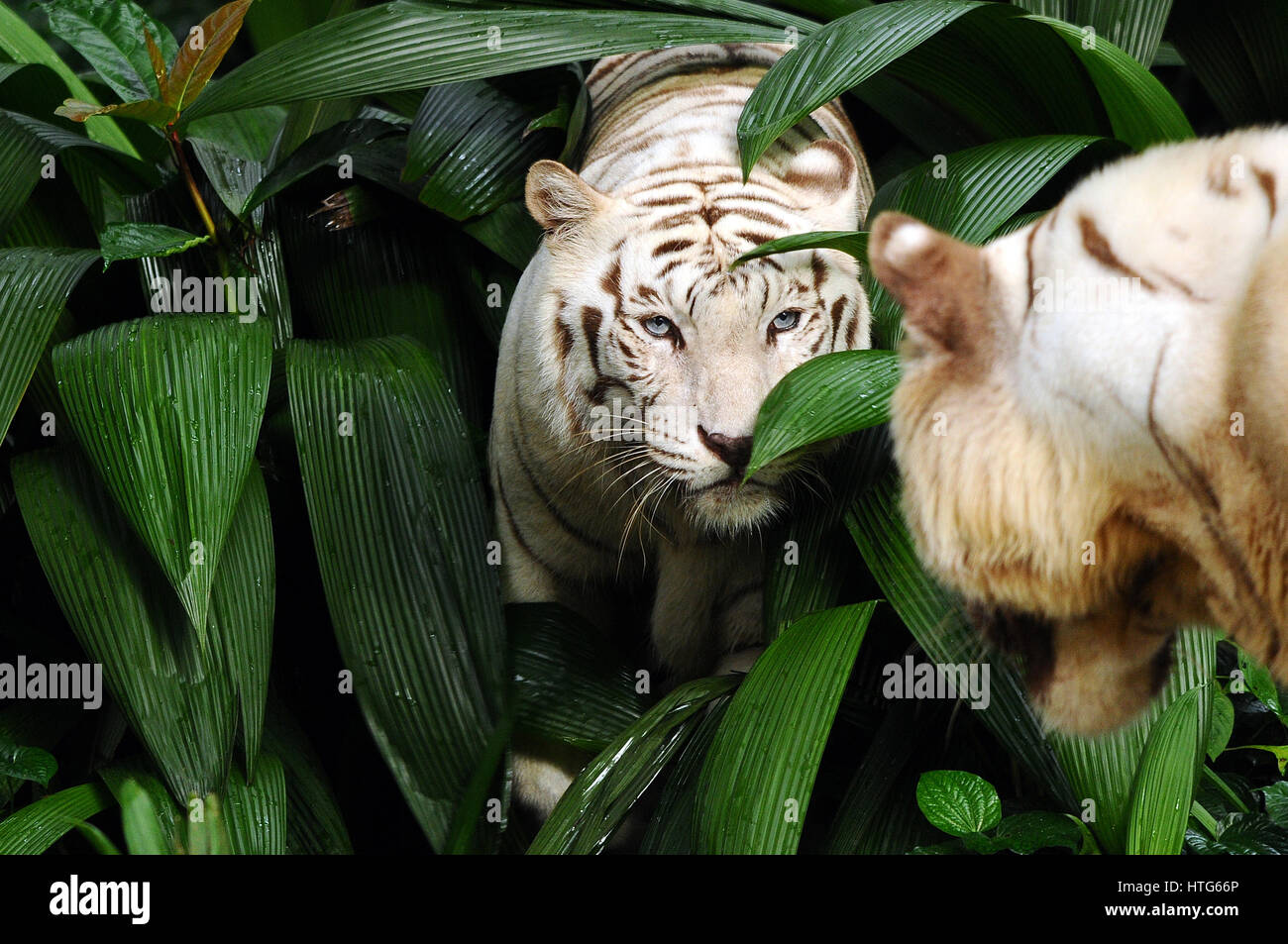 Weißer tiger Stockfoto