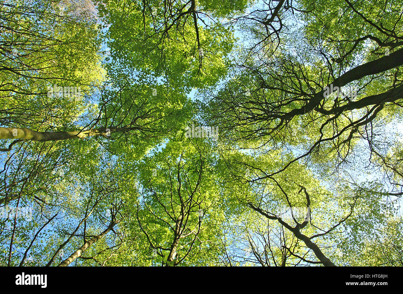 Buche Baum Baldachin abstrakt in Mitcheldever Woods, Winchester. Stockfoto