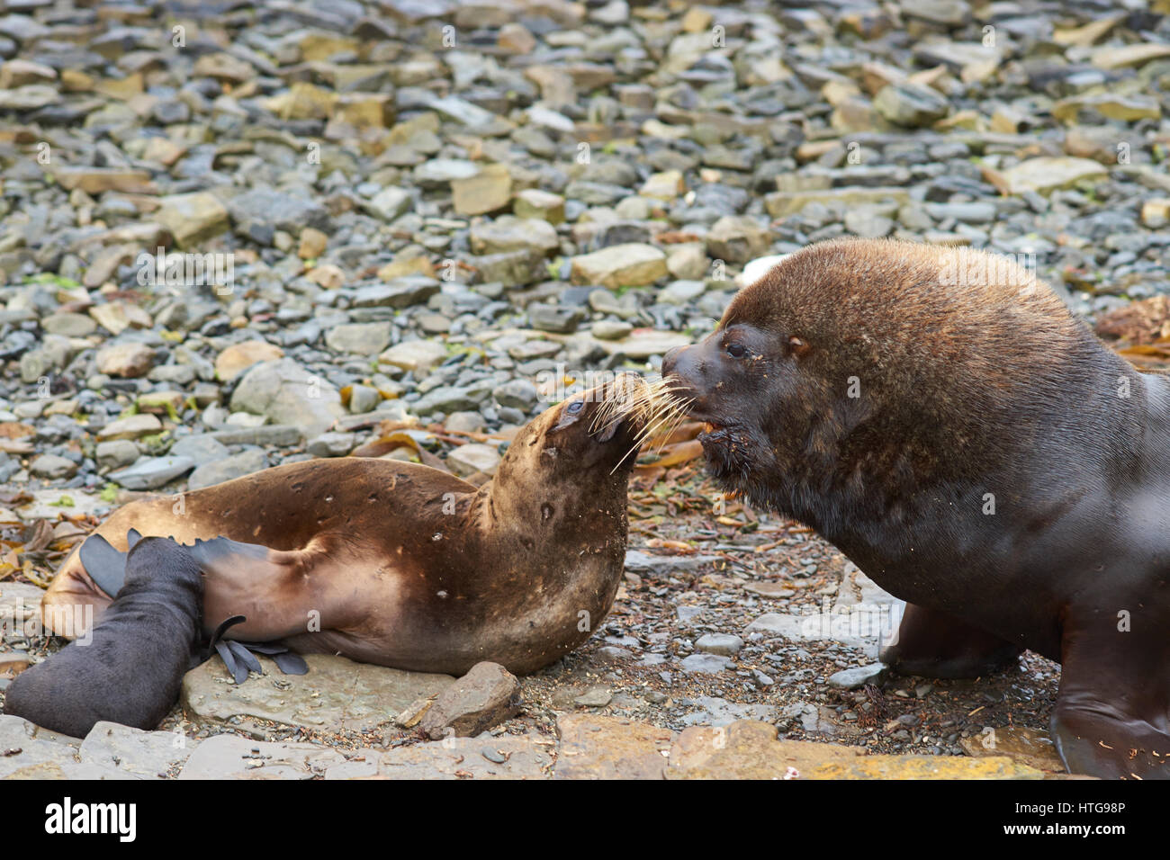 Zuchtpaar der südliche Seelöwen (Otaria Flavescens) mit Welpen auf der Küste von Bleaker Island auf den Falkland-Inseln. Stockfoto