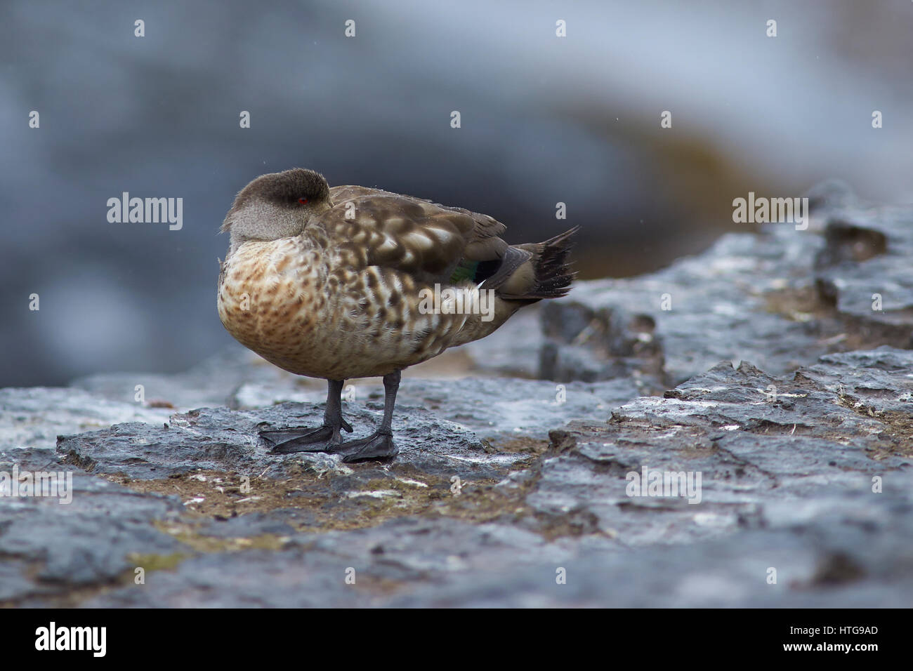 Erklommene Ente (Lophonetta Specularioides Specularioides) stehend auf den Klippen von Bleaker Island auf den Falklandinseln. Stockfoto