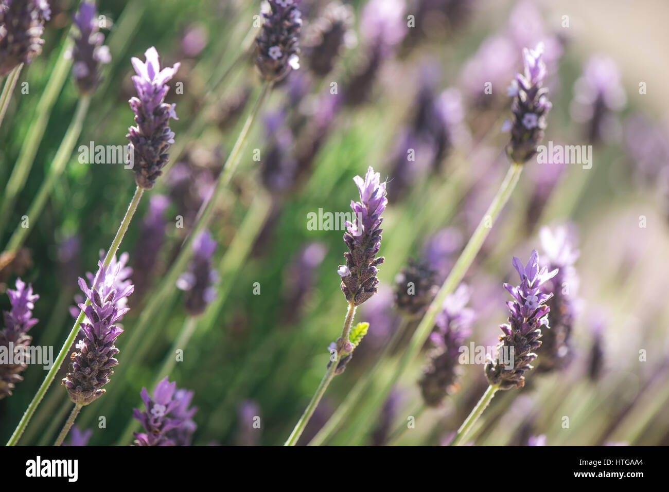 Beruhigende spanischer Lavendel an einem sonnigen Frühlingstag Stockfoto
