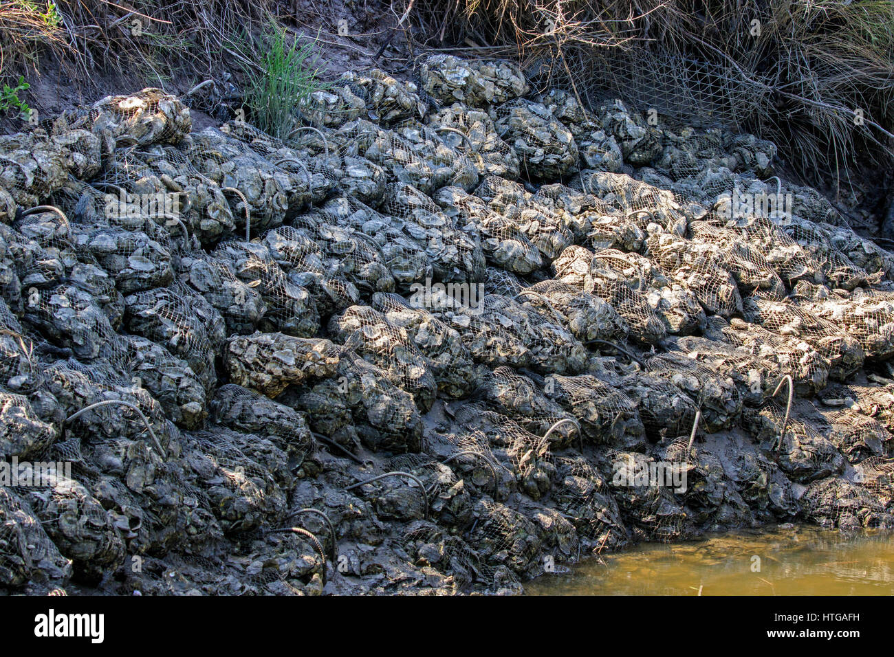 Taschen von Muscheln (Miesmuscheln, Austern) als Erosionsschutz entlang eines Flusses verwendet. Stockfoto