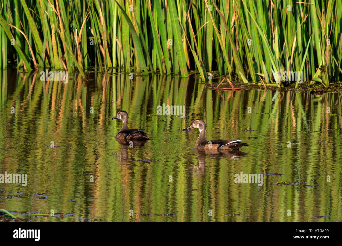 Holz-Ente oder Carolina Ente (Aix Sponsa) paar in Eclipse Gefieder Stockfoto