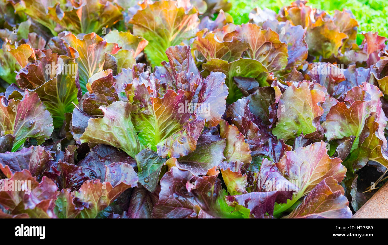 Rot Oakleaf Kopfsalat, Home grown Bio Salat erntereif, Tropfen Wasser auf den Blättern Stockfoto