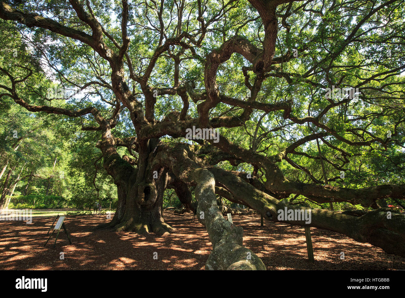 Engel Eiche (südliche Eichen (Quercus Virginiana)) in der Nähe von Charleston, South Carolina Stockfoto