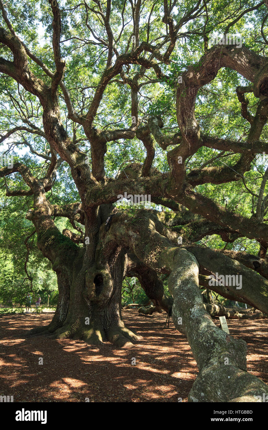 Engel Eiche (südliche Eichen (Quercus Virginiana)) in der Nähe von Charleston, South Carolina Stockfoto