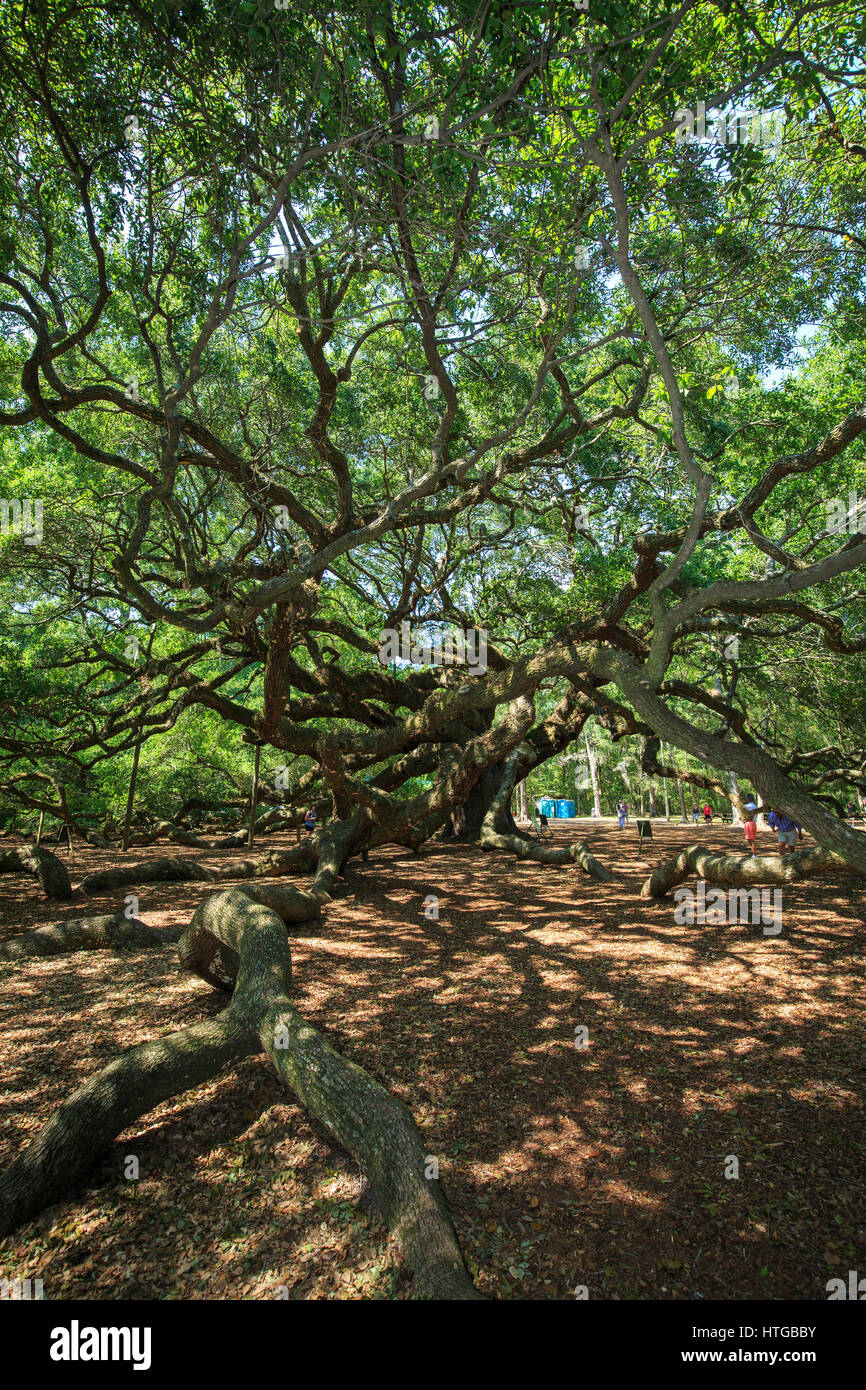 Engel Eiche (südliche Eichen (Quercus Virginiana)) in der Nähe von Charleston, South Carolina Stockfoto