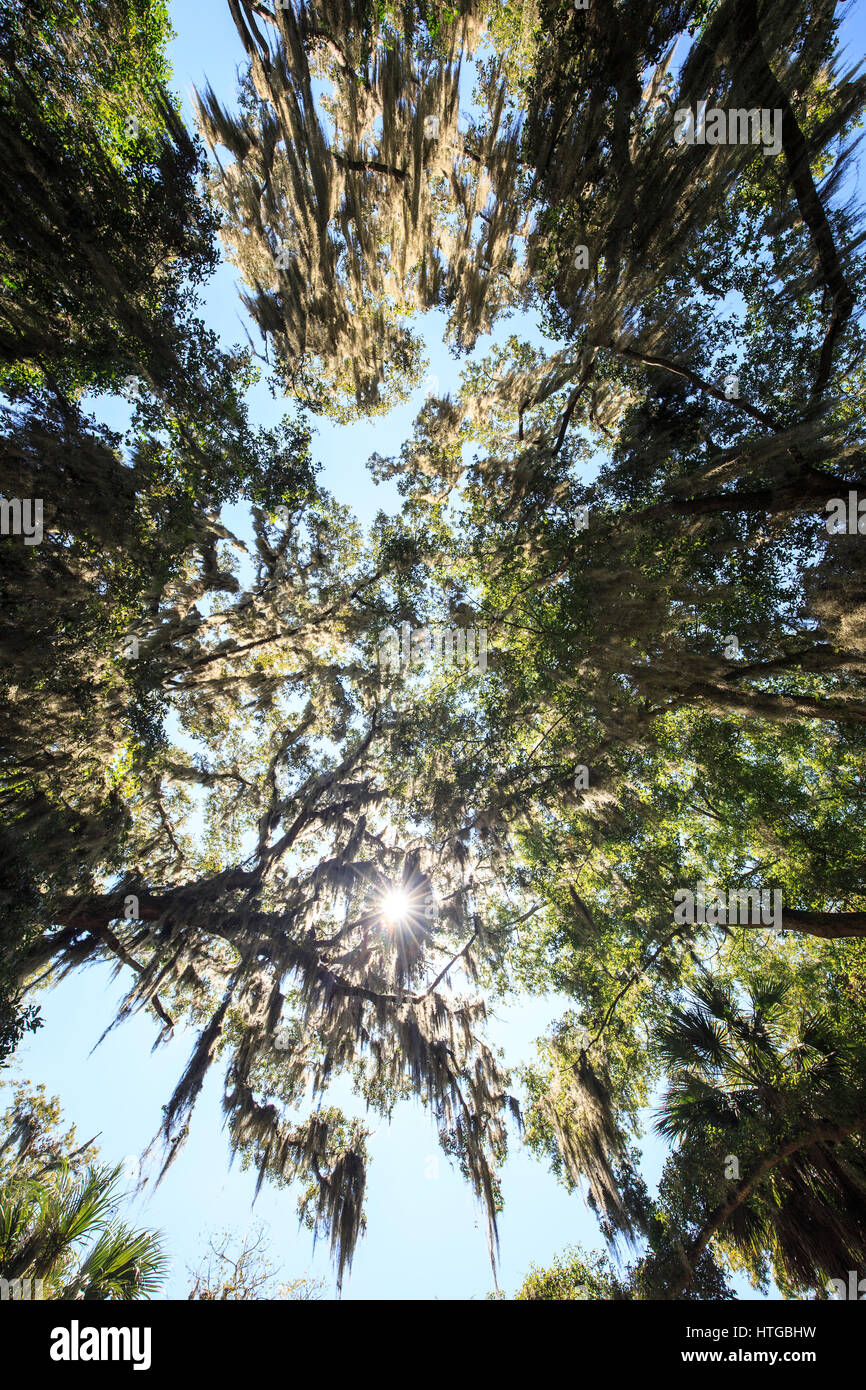 Blick nach oben in den baum Fotos und Bildmaterial in hoher Auflösung