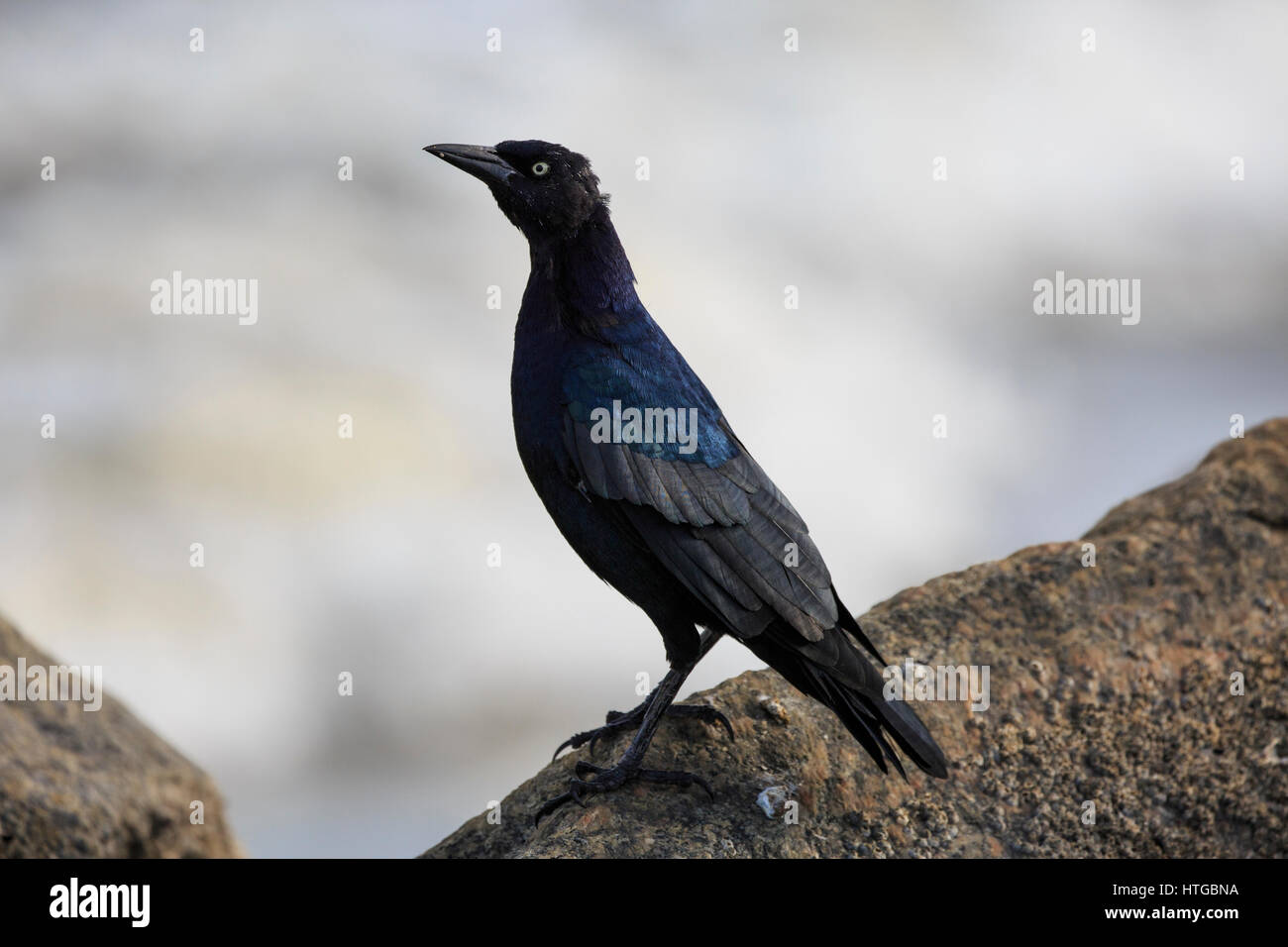 Boot-angebundene Grackle (Quiscalus großen) Stockfoto