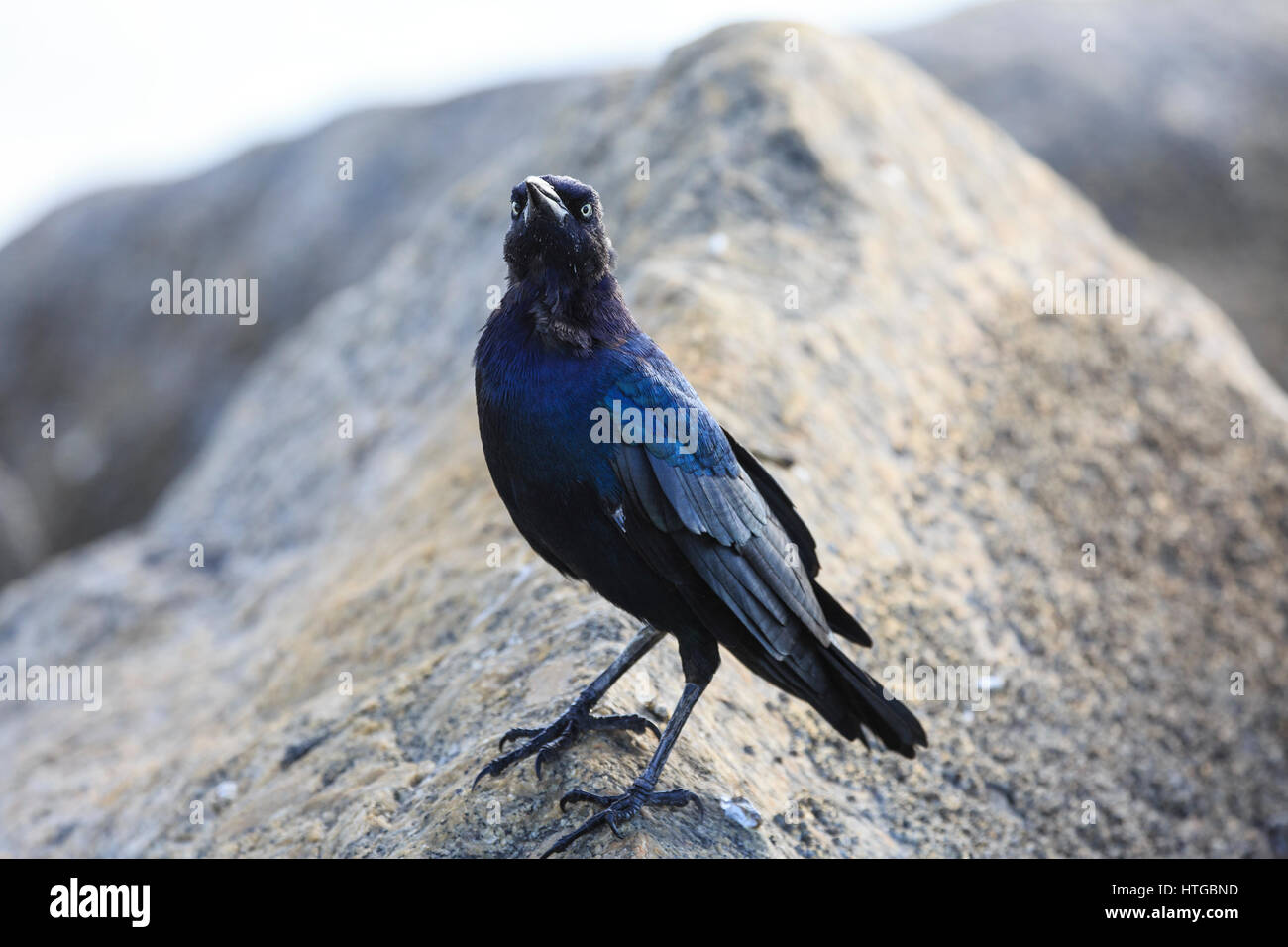 Boot-angebundene Grackle (Quiscalus großen) Stockfoto
