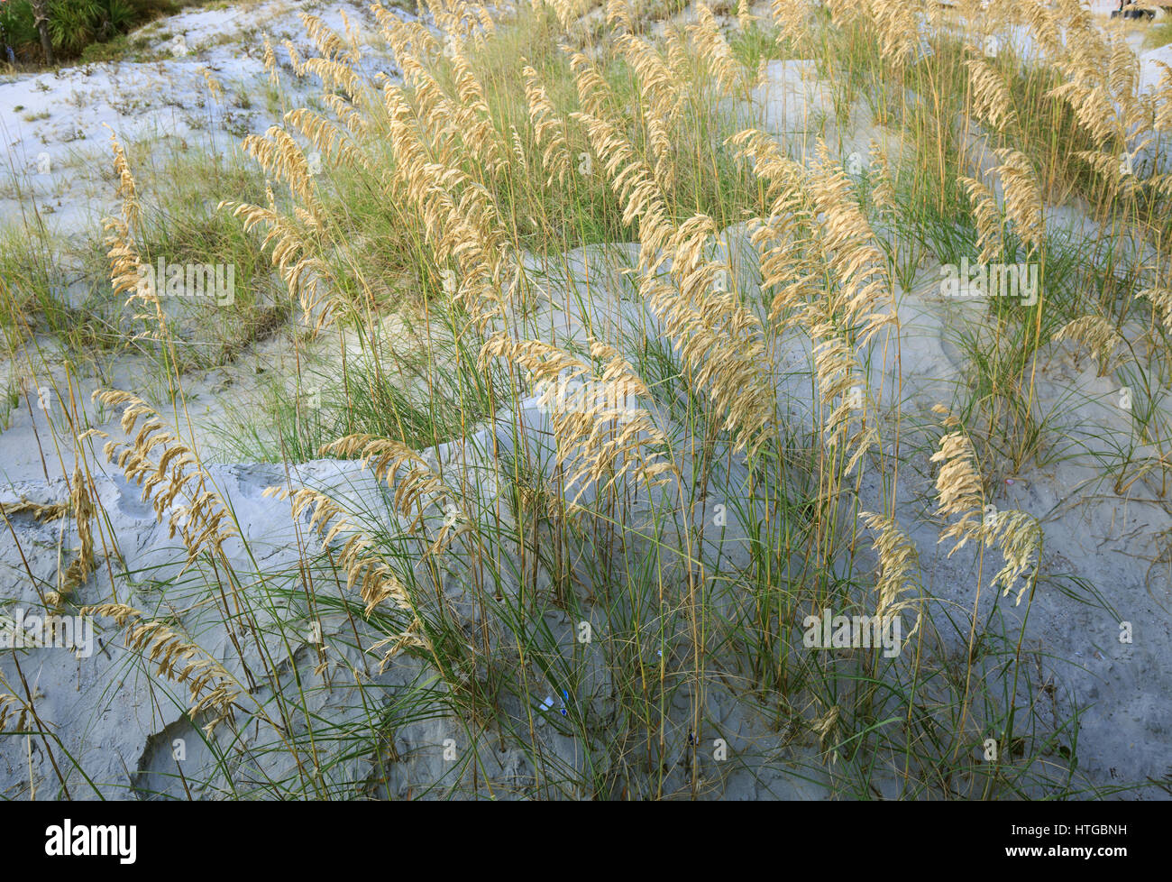Sehafer wächst auf Sanddünen zu stabilisieren. Stockfoto