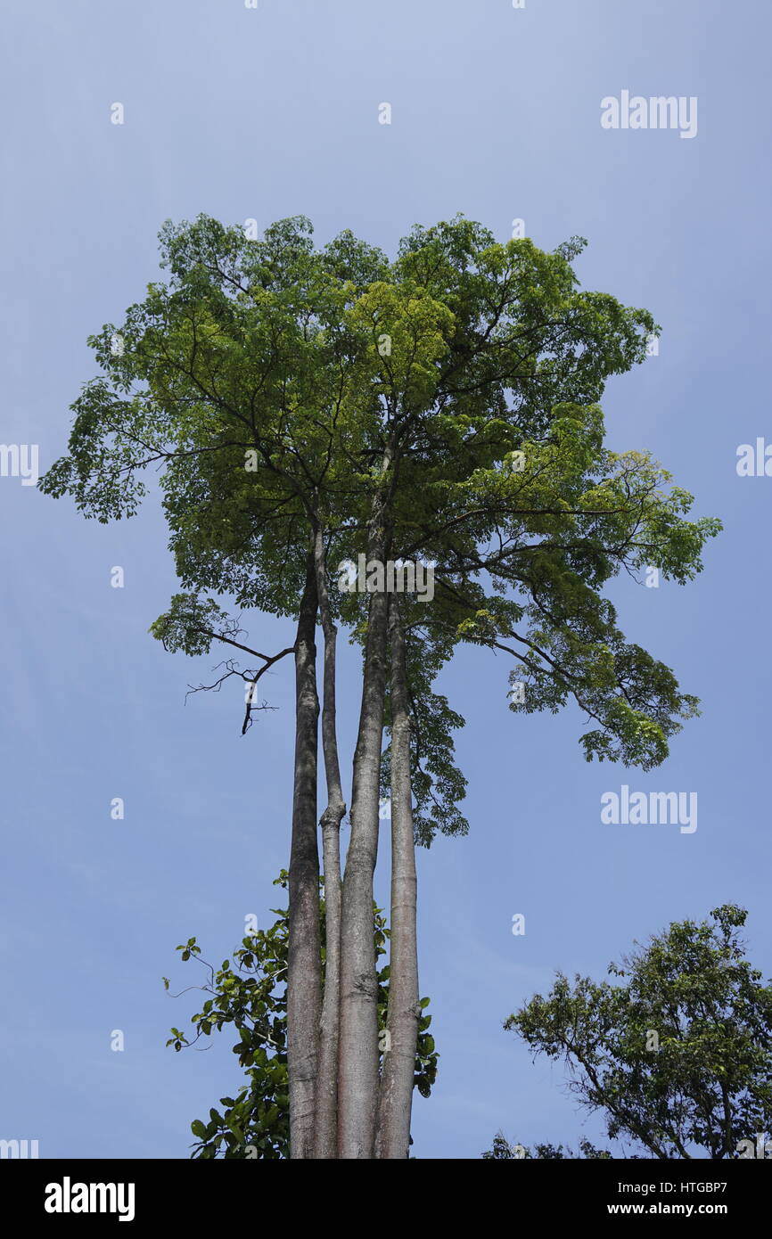 großer tropischer Baum Stockfoto