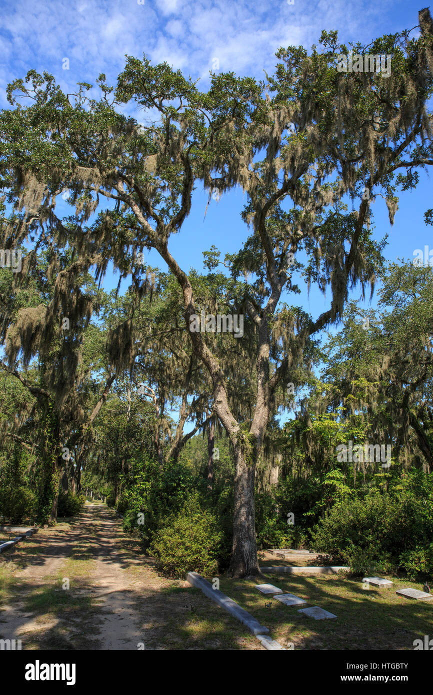 Baum und Straße am Bonaventure Cemetery, Savannah, Goergia Stockfoto