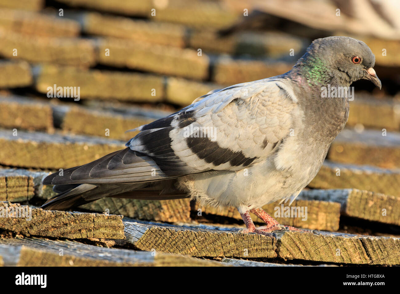 Felsen-Taube (Columba Livia) auf Dach Stockfoto