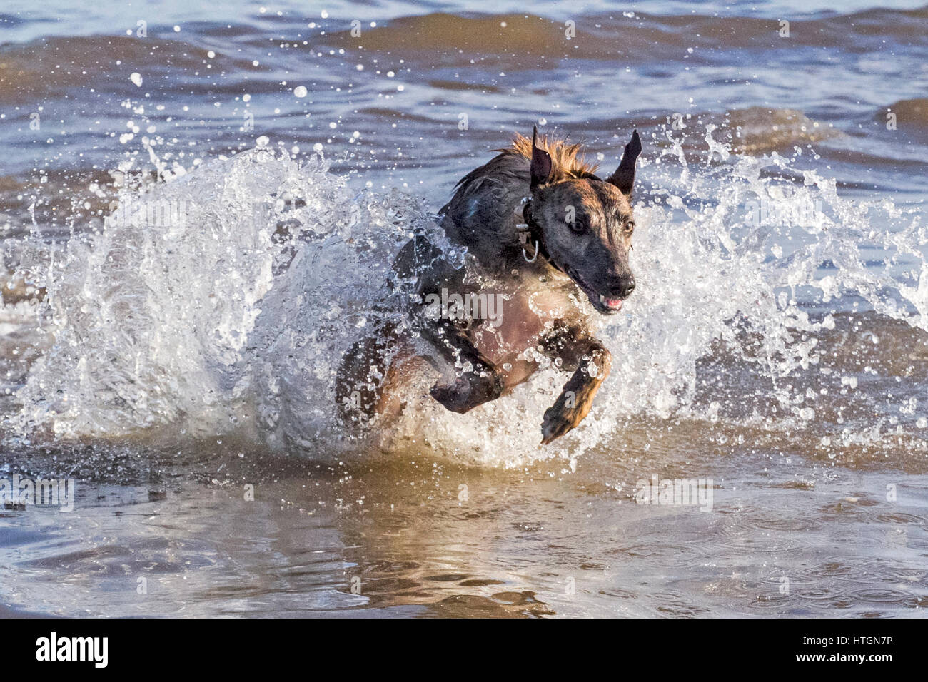 Southport, Merseyside. 12. März 2017.  Hunde Tag.  Vier Jahre kann nicht alte Whippet "Harley" gerade genug Spritzen wie er durch das Wasser auf Southport Strand läuft.  Der Whippet ist ein Hund mittlerer Größe. Sie sind ein Windhund-Rasse, die ihren in England Ursprung, wo sie von Windhunden abstammen. Whippet ähneln heute noch dringend einen kleineren Windhund.  Kredit Cernan Elias/Alamy Live-Nachrichten Stockfoto