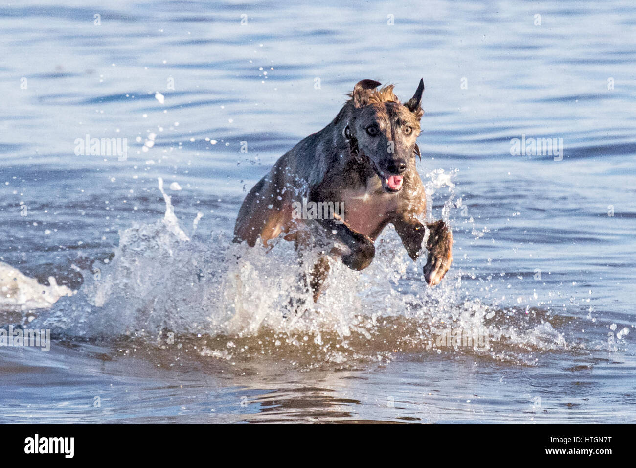 Southport, Merseyside. 12. März 2017.  Hunde Tag.  Vier Jahre kann nicht alte Whippet "Harley" gerade genug Spritzen wie er durch das Wasser auf Southport Strand läuft.  Der Whippet ist ein Hund mittlerer Größe. Sie sind ein Windhund-Rasse, die ihren in England Ursprung, wo sie von Windhunden abstammen. Whippet ähneln heute noch dringend einen kleineren Windhund.  Kredit Cernan Elias/Alamy Live-Nachrichten Stockfoto