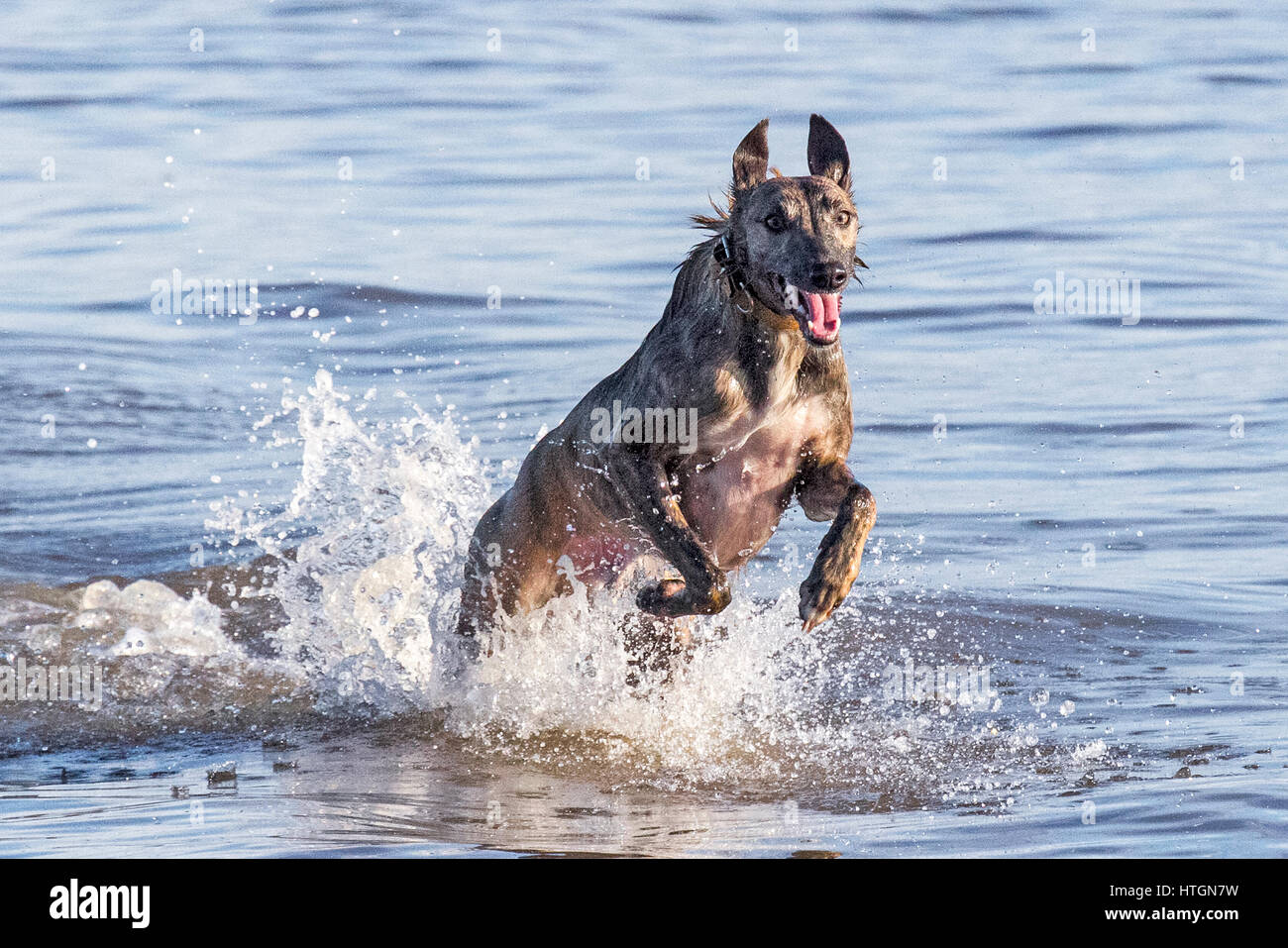 Southport, Merseyside. 12. März 2017.  Hunde Tag.  Vier Jahre kann nicht alte Whippet "Harley" gerade genug Spritzen wie er durch das Wasser auf Southport Strand läuft.  Der Whippet ist ein Hund mittlerer Größe. Sie sind ein Windhund-Rasse, die ihren in England Ursprung, wo sie von Windhunden abstammen. Whippet ähneln heute noch dringend einen kleineren Windhund.  Kredit Cernan Elias/Alamy Live-Nachrichten Stockfoto