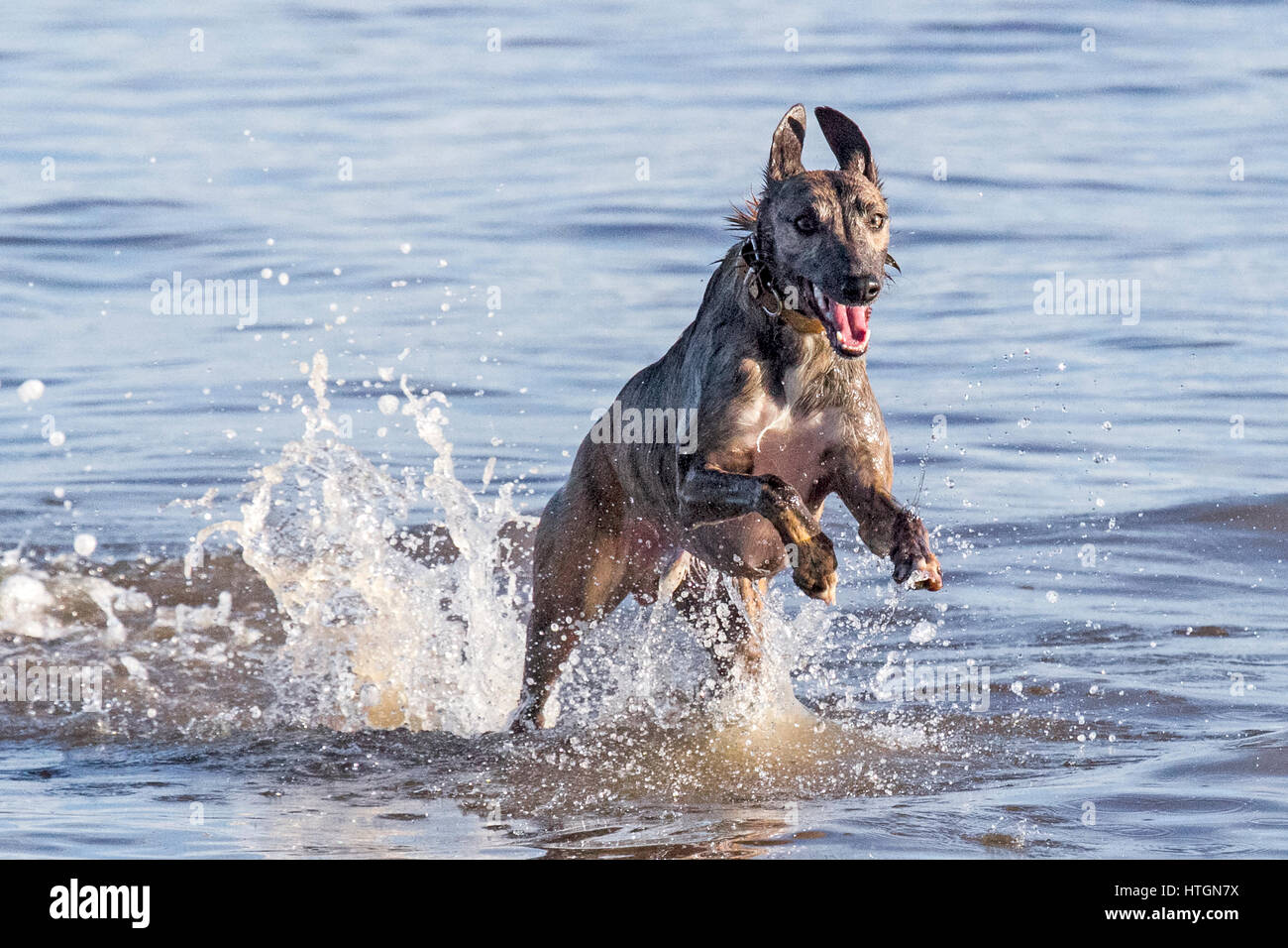 Southport, Merseyside. 12. März 2017.  Hunde Tag.  Vier Jahre kann nicht alte Whippet "Harley" gerade genug Spritzen wie er durch das Wasser auf Southport Strand läuft.  Der Whippet ist ein Hund mittlerer Größe. Sie sind ein Windhund-Rasse, die ihren in England Ursprung, wo sie von Windhunden abstammen. Whippet ähneln heute noch dringend einen kleineren Windhund.  Kredit Cernan Elias/Alamy Live-Nachrichten Stockfoto