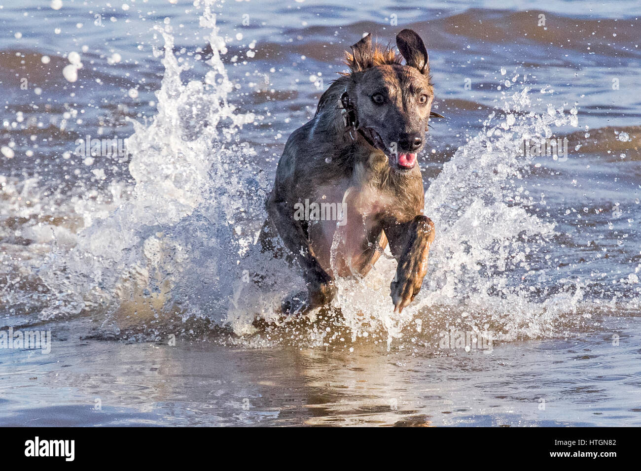 Southport, Merseyside. 12. März 2017.  Hunde Tag.  Vier Jahre kann nicht alte Whippet "Harley" gerade genug Spritzen wie er durch das Wasser auf Southport Strand läuft.  Der Whippet ist ein Hund mittlerer Größe. Sie sind ein Windhund-Rasse, die ihren in England Ursprung, wo sie von Windhunden abstammen. Whippet ähneln heute noch dringend einen kleineren Windhund.  Kredit Cernan Elias/Alamy Live-Nachrichten Stockfoto