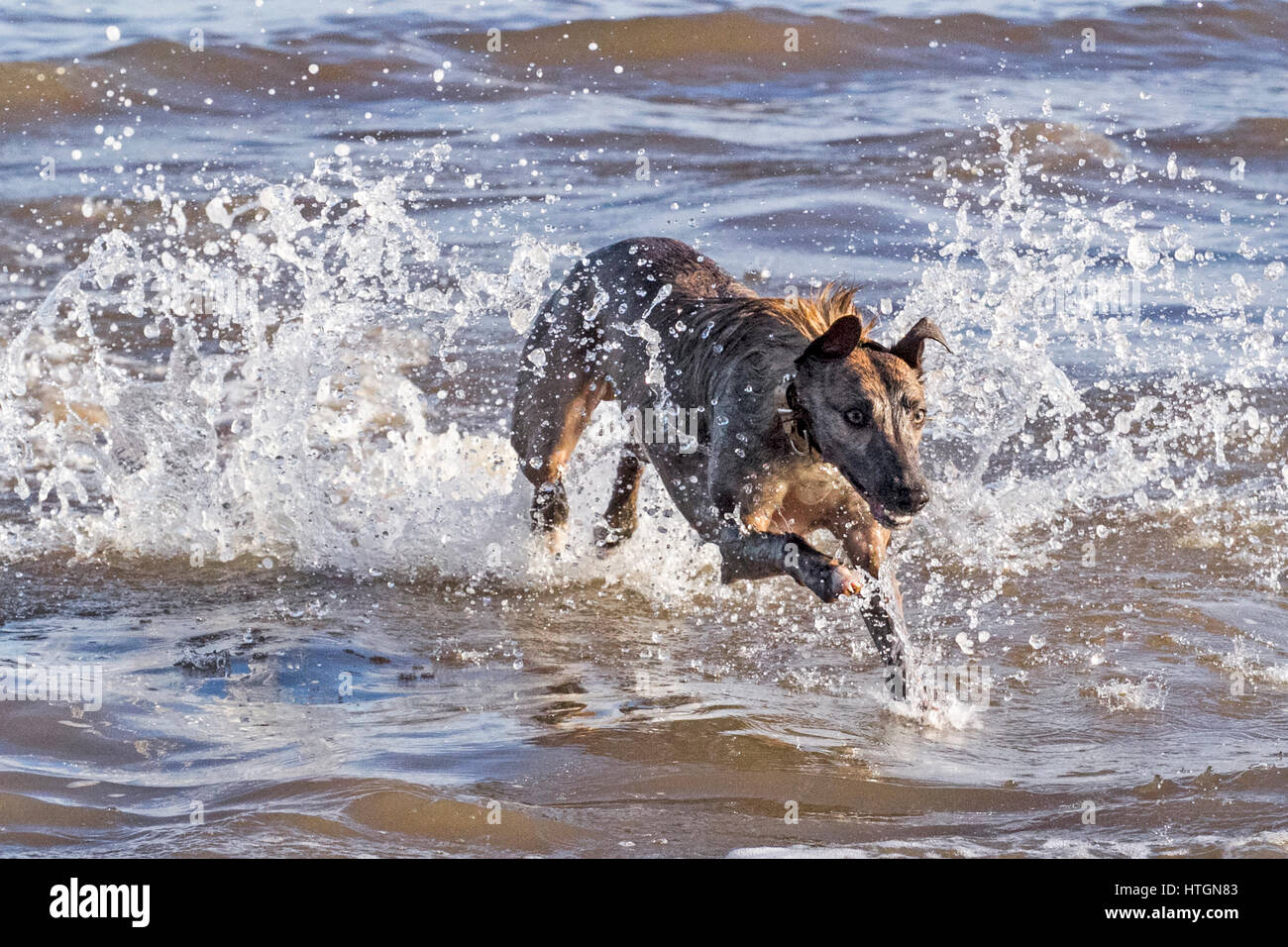 Southport, Merseyside. 12. März 2017.  Hunde Tag.  Vier Jahre kann nicht alte Whippet "Harley" gerade genug Spritzen wie er durch das Wasser auf Southport Strand läuft.  Der Whippet ist ein Hund mittlerer Größe. Sie sind ein Windhund-Rasse, die ihren in England Ursprung, wo sie von Windhunden abstammen. Whippet ähneln heute noch dringend einen kleineren Windhund.  Kredit Cernan Elias/Alamy Live-Nachrichten Stockfoto