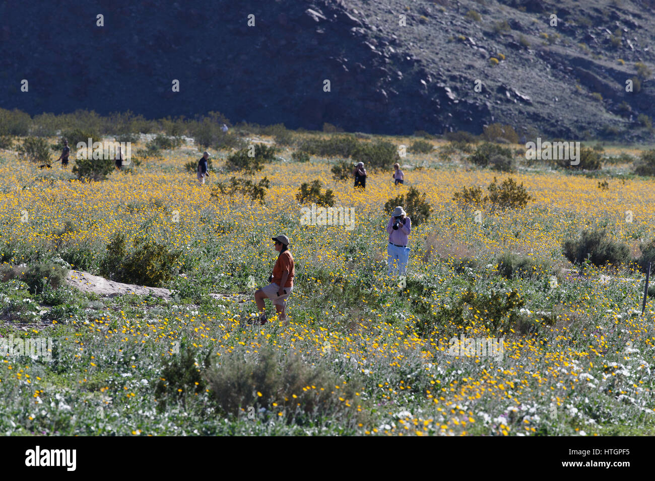 Anza-Borrego Desert, Kalifornien. 14. März 2017. Besucher in der Nähe von Henderson Canyon Road anzeigen Blumen. Schweren Winter Niederschlag gesättigt die meist trockene Wüstenlandschaft der Anza-Borrego Desert State Park, wodurch eine Superbloom von Frühlingsblumen. Bildnachweis: Ironstring/Alamy Live-Nachrichten Stockfoto