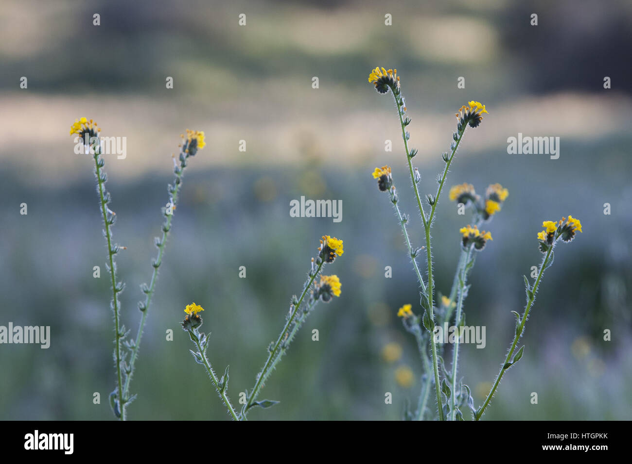 Moreno Valley, Kalifornien, USA. 12. März 2017. Gemeinsame Fiddlenecks (Amsinckia Intermedia) blühen in den Box-Federn-Bergen in Moreno Valley Credit: Adryel Talamantes/ZUMA Draht/Alamy Live News Stockfoto