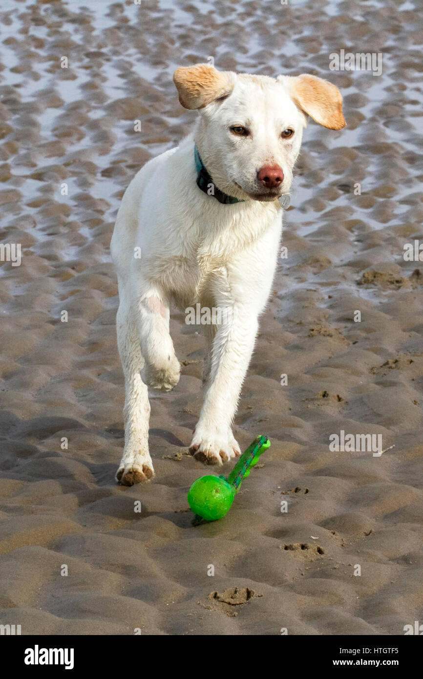 Hunde tagein, Southport, Merseyside. 15. März 2017.  Sechs Monate alt spielt golden Labrador "Bramble" mit ihrem Lieblings-Ball in der Sonne am Strand von Southport an einem schönen Frühlingsmorgen.  Bildnachweis: Cernan Elias/Alamy Live-Nachrichten Stockfoto