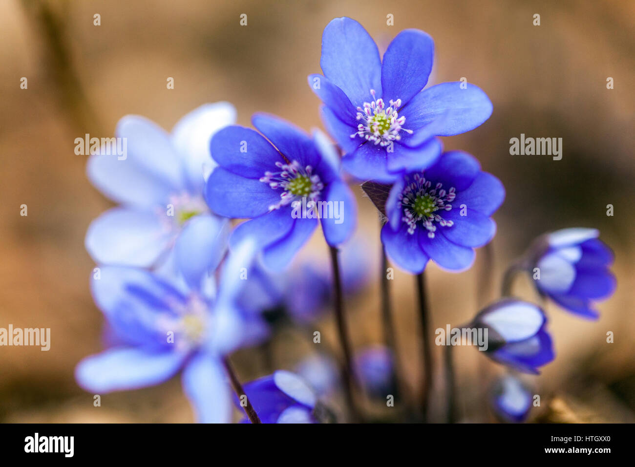 Hepatica Nobilis, Kidneywort, Liverleaf oder im zeitigen Frühjahr blühen Lebermoos Stockfoto