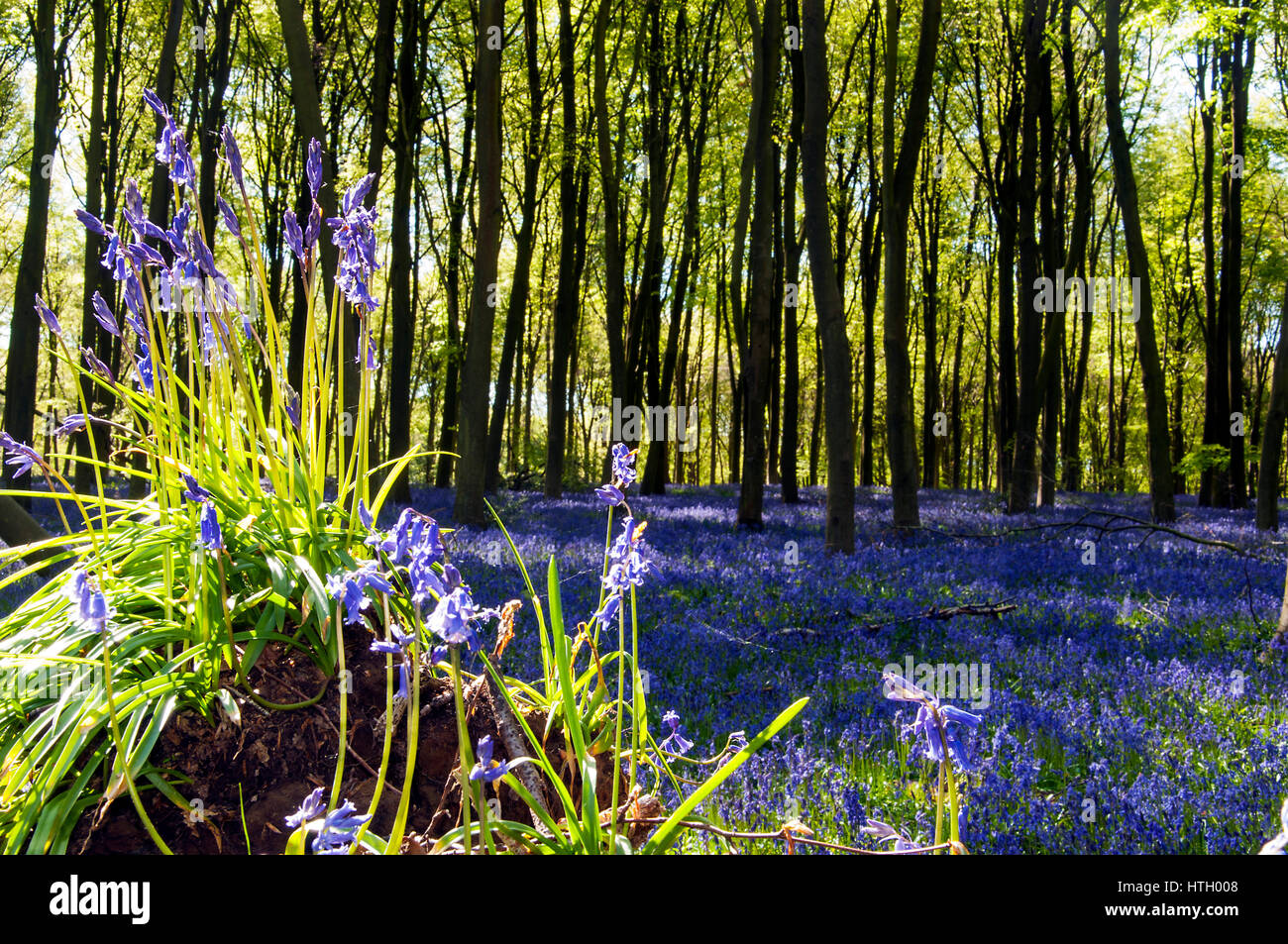 Glockenblumen im Mitcheldever Wald Stockfoto