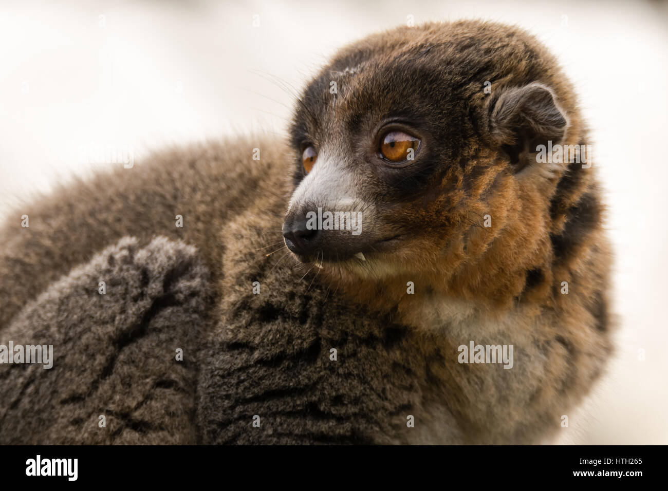Mungo Lemur (Eulemur Mongoz) zeigt die Eckzähne. Männliche arboreal Primas in der Familie Lemuridae, ursprünglich aus Madagaskar und den Komoren-Inseln Stockfoto