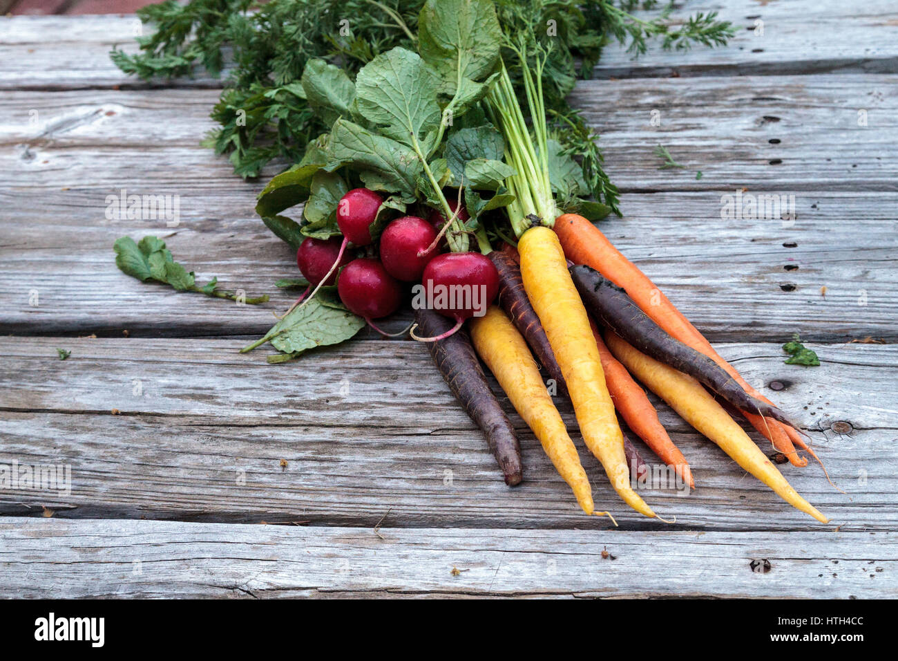 Bio rote Radieschen und Karotten in den Farben gelb, lila und Orange auf einem Bauernhof aufgewachsen und auf einem rustikalen Holz Picknick-Tisch angezeigt. Stockfoto