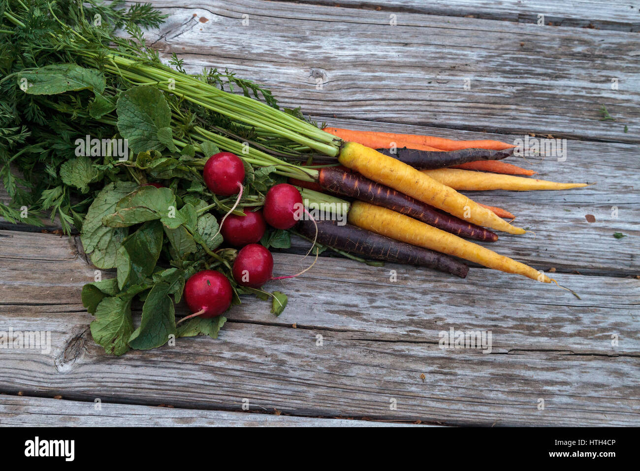 Bio rote Radieschen und Karotten in den Farben gelb, lila und Orange auf einem Bauernhof aufgewachsen und auf einem rustikalen Holz Picknick-Tisch angezeigt. Stockfoto