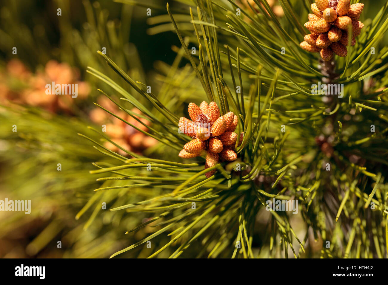 Kleine grüne Kiefernnadel strukturiertem Hintergrund mit kleinen braunen Knospen Stockfoto