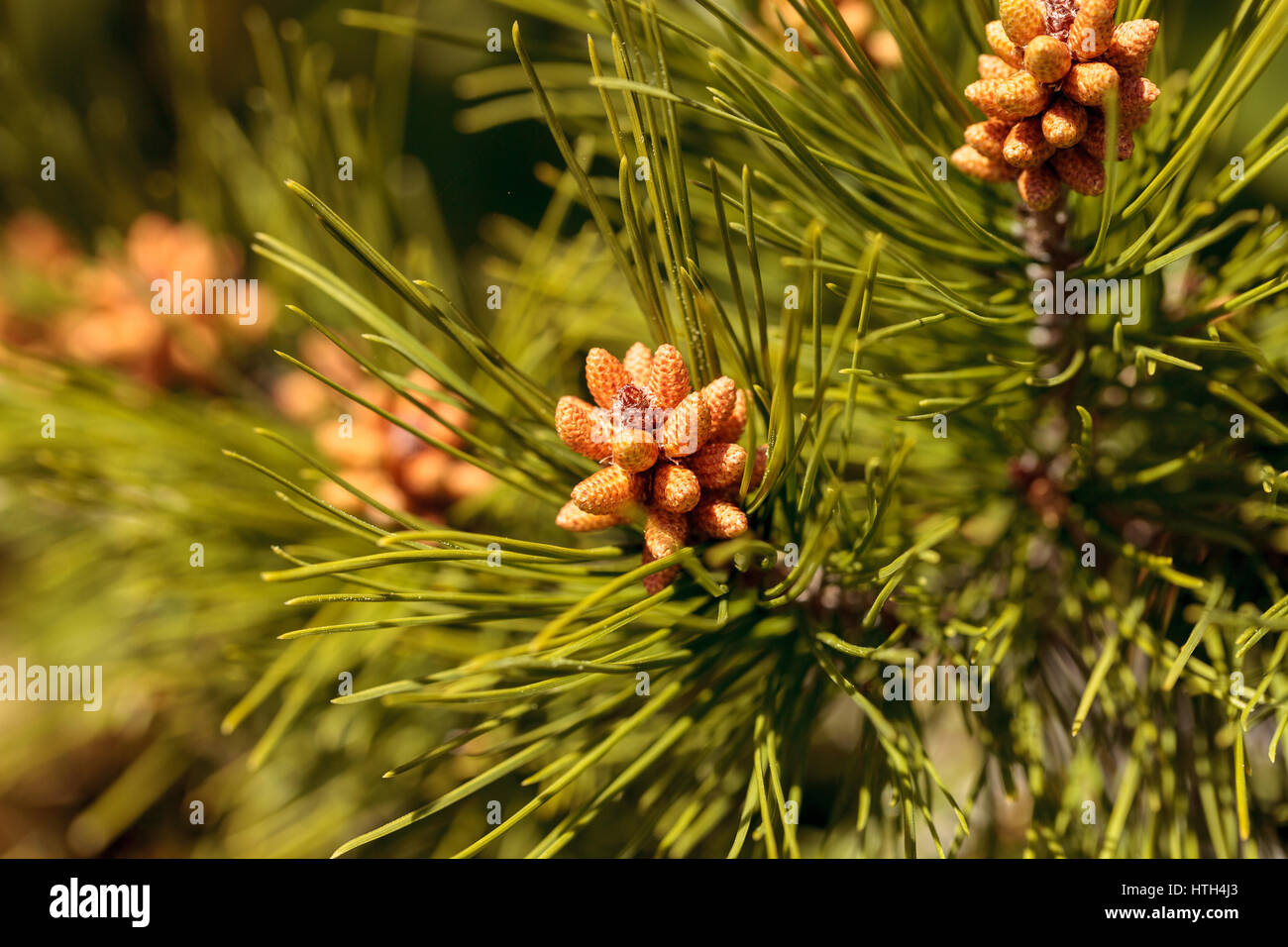 Kleine grüne Kiefernnadel strukturiertem Hintergrund mit kleinen braunen Knospen Stockfoto