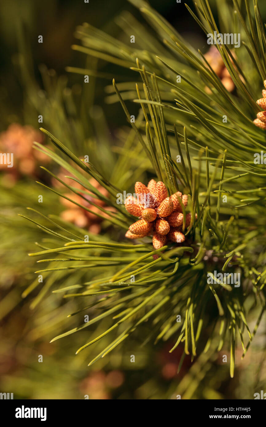 Kleine grüne Kiefernnadel strukturiertem Hintergrund mit kleinen braunen Knospen Stockfoto