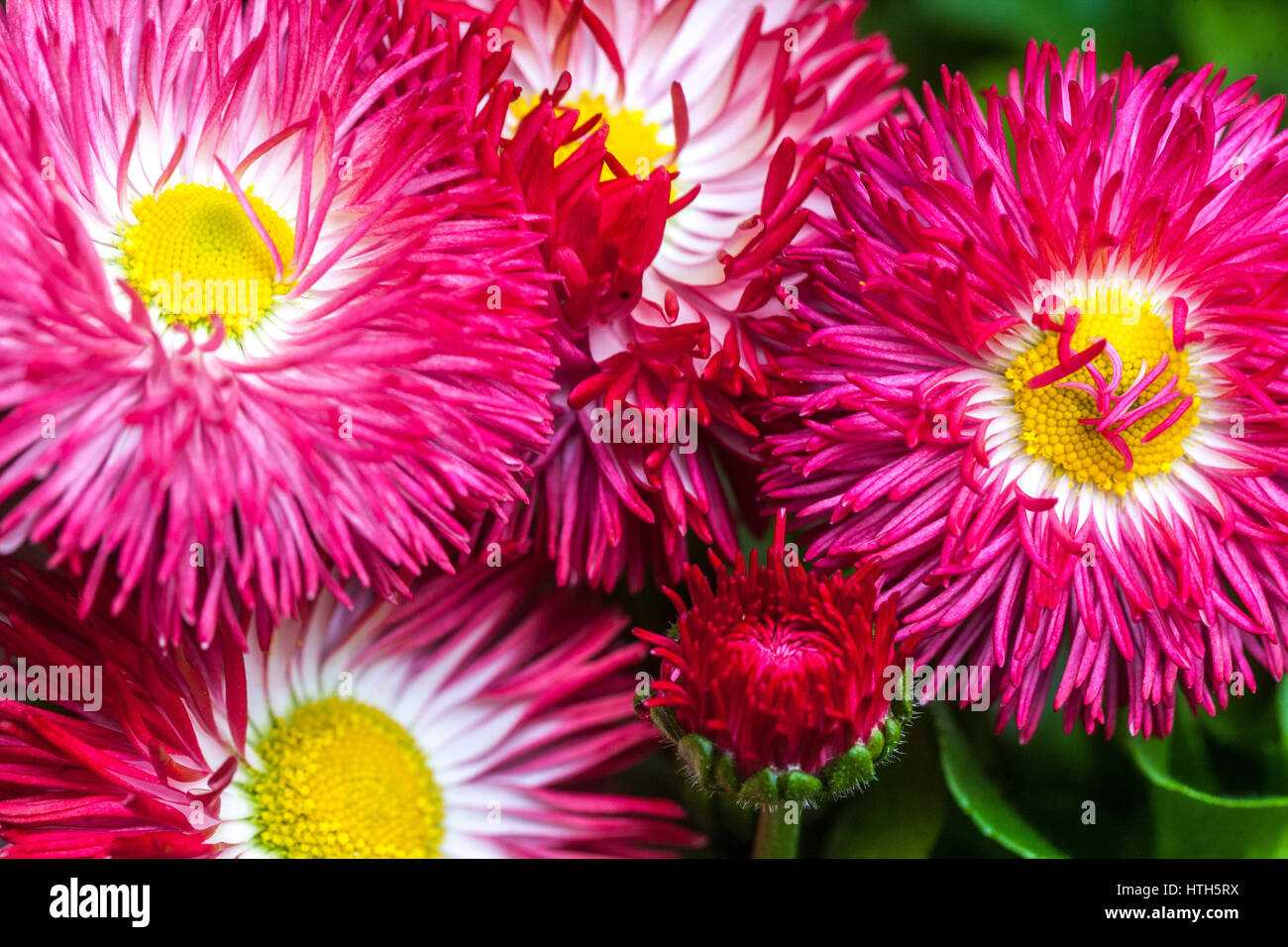 Garten Sorte Rot Englisch Daisy Flower Stockfoto