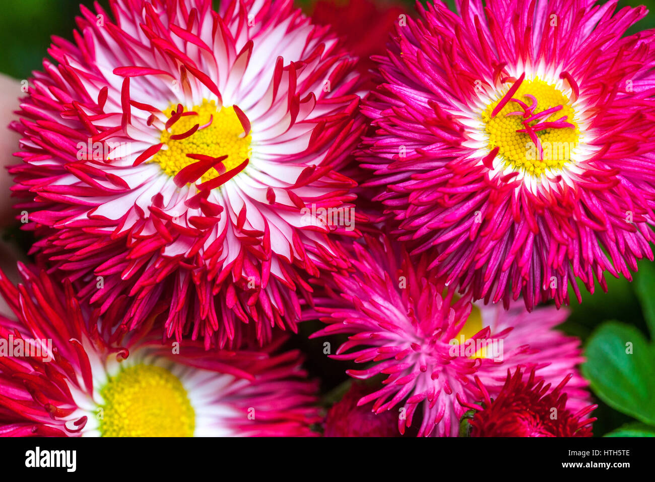 Garten Sorte Rot Englisch Daisy Flower rot Gänseblümchen Stockfoto