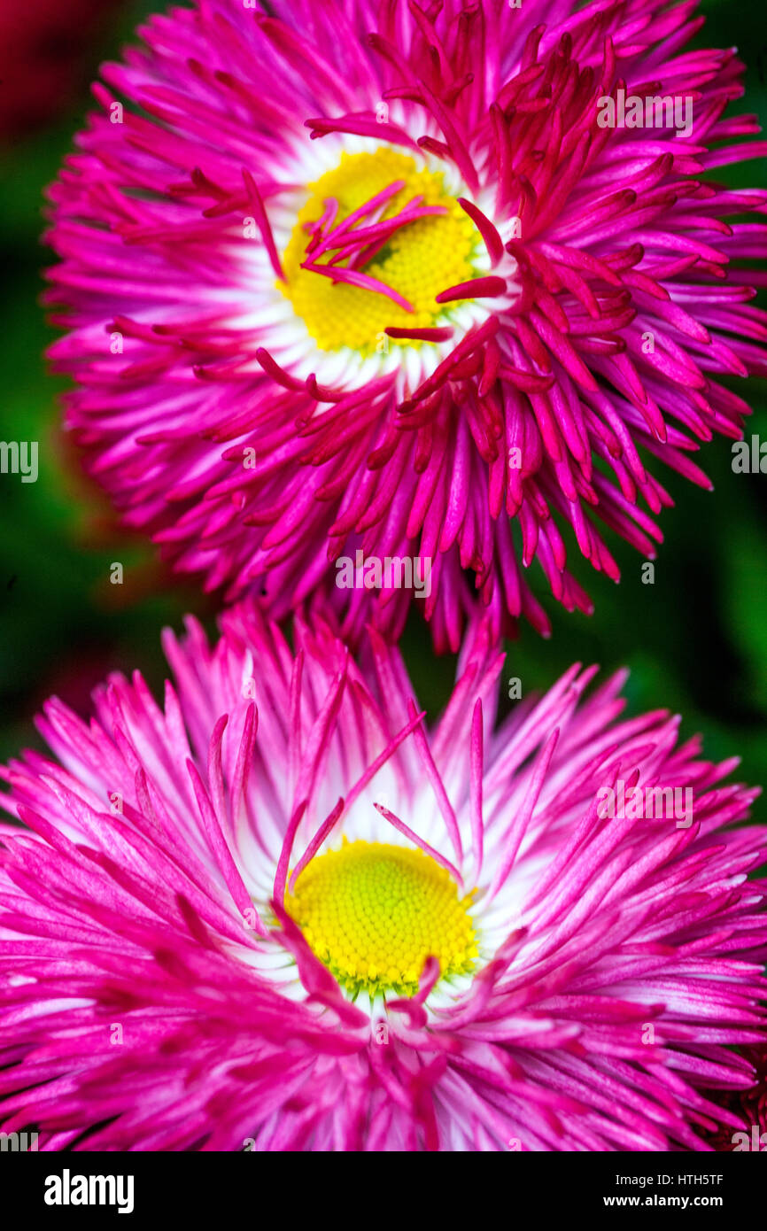 Garten Sorten rote Englische Daisy Flower Stockfoto