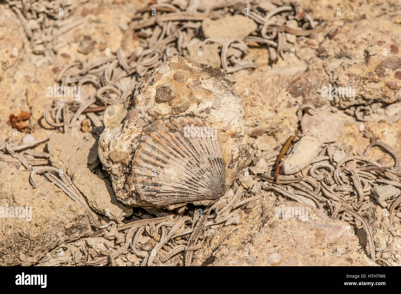 Nahaufnahme von Meeresfossilien im Feld Stockfoto